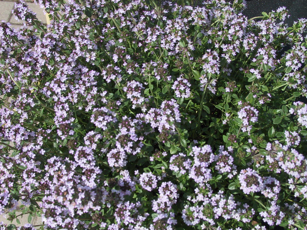 Origanum vulgare Compactum.jpg